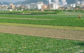 宅梧蔬菜基地