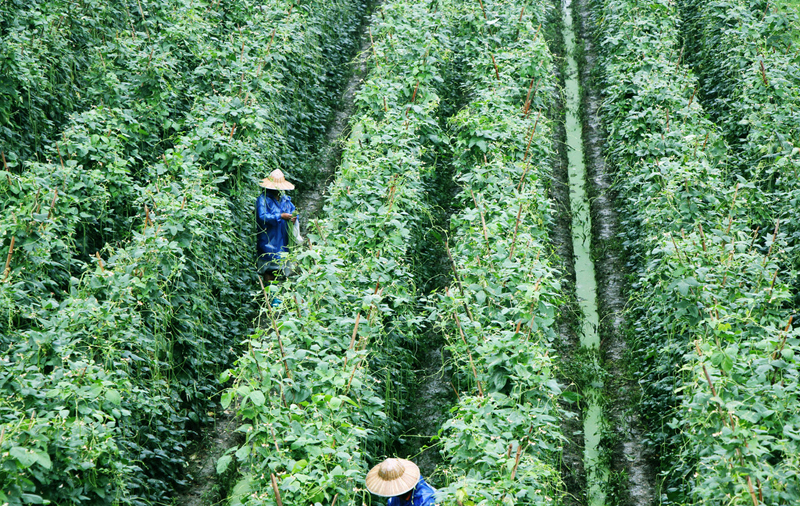 杜阮蔬菜基地